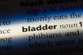 bladder