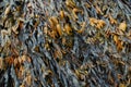 Bladder Wrack Royalty Free Stock Photo