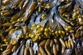 Bladder wrack Royalty Free Stock Photo