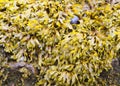 Bladder wrack Royalty Free Stock Photo