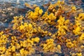 Bladder wrack or bladderwrack Fucus vesiculosus seaweed in the sea at the Isle of Skye, Scotland Royalty Free Stock Photo