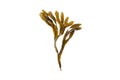 Bladder wrack or fucus vesiculosus brown seaweed isolated on white. Transparent png additional format