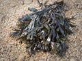Bladder wrack, fucus vesiculosus sea algae.