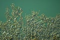 Bladder Wrack Seaweed