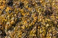 Bladder wrack seaweed