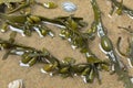 Bladder wrack seaweed in clear water, sand and shells