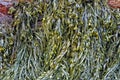 Bladder Wrack seaweed (Fucus vesiculosus) Background.