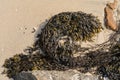 Bladder Wrack seaweed Fucus vesiculosus