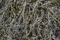 Bladder wrack seaweed