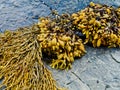 Bladder wrack seaweed