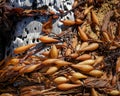 Bladder wrack, seaweed washed up on a beach, east coast, New Zealand Royalty Free Stock Photo