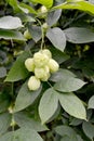 Bladdernut plumose Staphylea pinnata L., fruits and leaves Royalty Free Stock Photo