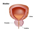 Bladder and Prostate medical illustration