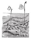 Bladderwort, carnivorous, plant, branches, flower vintage illustration