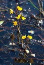Bladderwort flowers Utricularia vulgaris above water surface