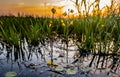 Bladderwort located on transitional swamp