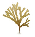 Bladderwrack iustracion