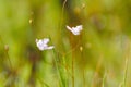 Bladderwort Utricularia minutissima