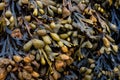 Bladderwrack Royalty Free Stock Photo