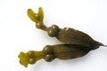 Bladderwrack Fucus vesiculosus