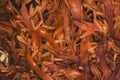 Bladderwrack, Fucus vesiculosus, seaweed