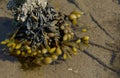 Bladderwrack,North Sea,North Frisia,Germany Royalty Free Stock Photo