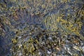 Bladderwrack Seaweed Royalty Free Stock Photo