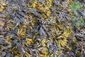 Bladderwrack Seaweed Closeup Royalty Free Stock Photo