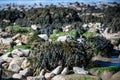 Bladderwrack seaweed covering rocks in Clevedon, Somerset