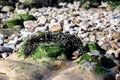 Bladderwrack seaweed covering rocks in Clevedon, Somerset