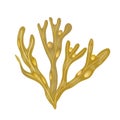 Bladderwrack Seaweed - Fucus vesiculosus. sea plant. isolated Royalty Free Stock Photo