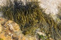 Bladderwrack seaweed on sea rock Royalty Free Stock Photo