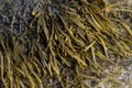 Bladderwrack seaweed on sea rock. Fucus vesiculosus Royalty Free Stock Photo