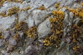 Bladderwrack Seaweeds Clinging on Rock along Oregon coast