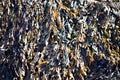 Bladderwrack Royalty Free Stock Photo