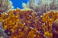 Blade fire coral. Royalty Free Stock Photo