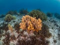 Blade fire coral, Millepora complanata. Bonaire, Caribbean Netherlands. Diving holiday