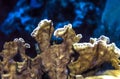 Blade fire coral ,Millepora complanata