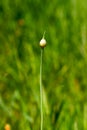 Blade of grass abstract background Royalty Free Stock Photo