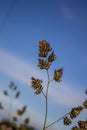 A blade of grass against the blue sky