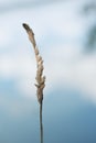 Blade of grass Royalty Free Stock Photo