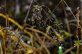 Blade of grass with drops of dew reminiscent of glittering glass beads Royalty Free Stock Photo