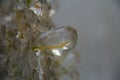 Blade of grass encased in ice