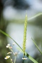 Blade of grass Royalty Free Stock Photo