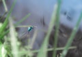 On a blade of grass on a green and blue background a blue dragonfly sits Royalty Free Stock Photo