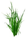 Blade of grass isolated on white Royalty Free Stock Photo