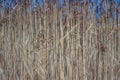 Blades of grass in the morning dew Royalty Free Stock Photo