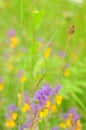 Blade of grass on a purple background and yellow flowers Royalty Free Stock Photo