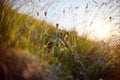 Blade of grass swaying in the wind in the sunset macro photo closeup. Spikelets against the sun in the field, rural landscape, wi Royalty Free Stock Photo