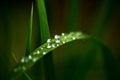 Blade of grass with water drops.